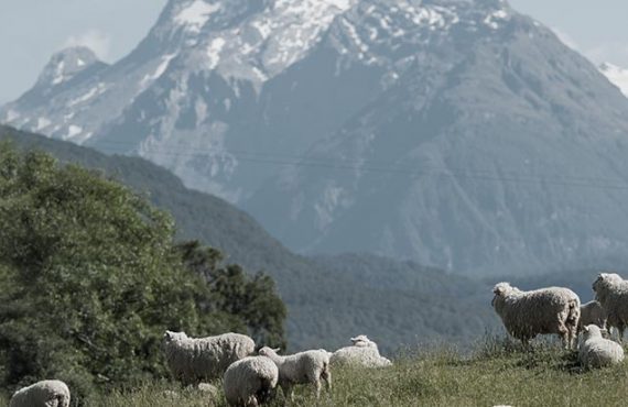 wool-banner